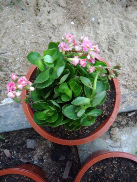 Tanaman Hias Bunga Kalanchu Pink