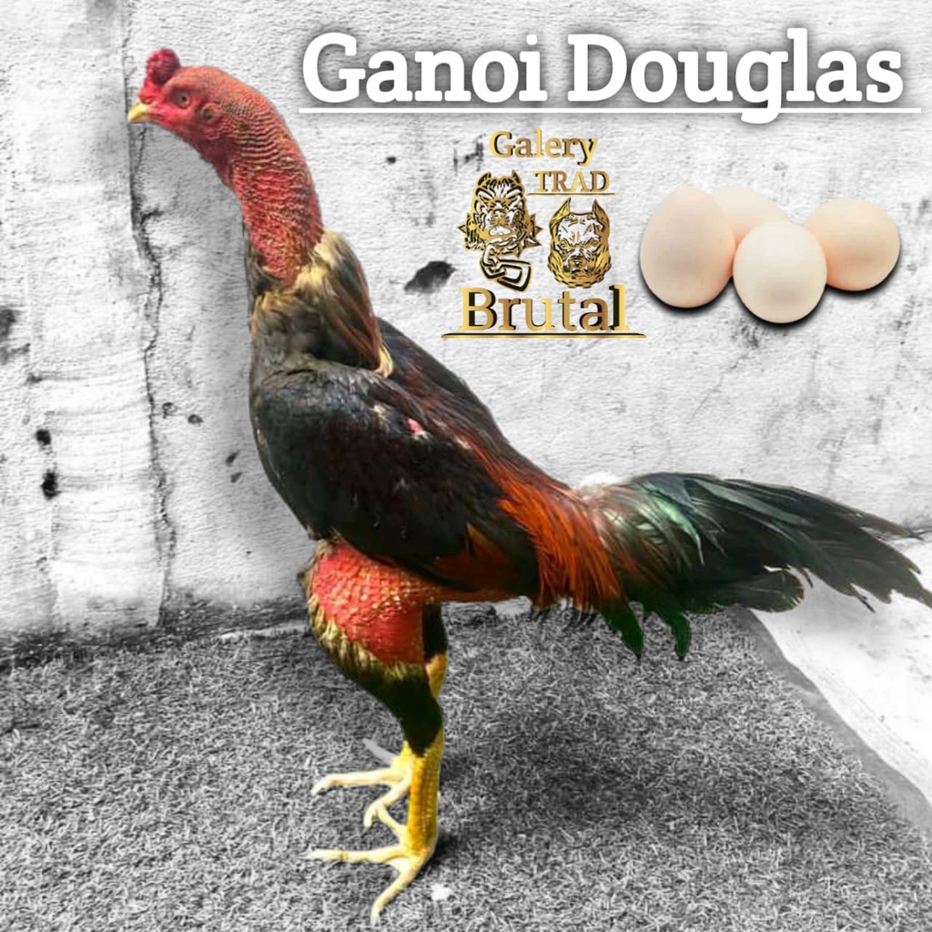 ayam bangkok ganoi ori douglas telur trad brutal