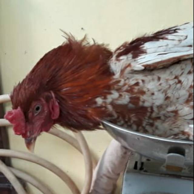 

Ayam Kampung Heroz 8-9 ons