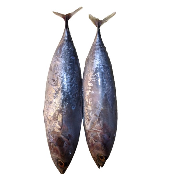 

ikan tongkol