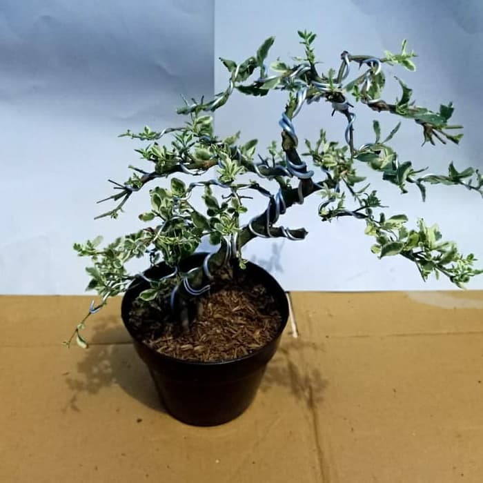 Bonsai Mini Legistrum Varigata