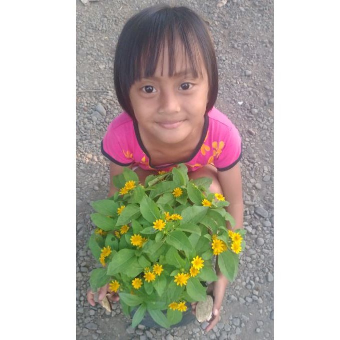 Tanaman Hias Bunga Kolget / Matahari Mini kuning