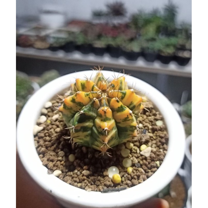 Kaktus Miha Orange kactus kaktus tanaman hias tanaman unik