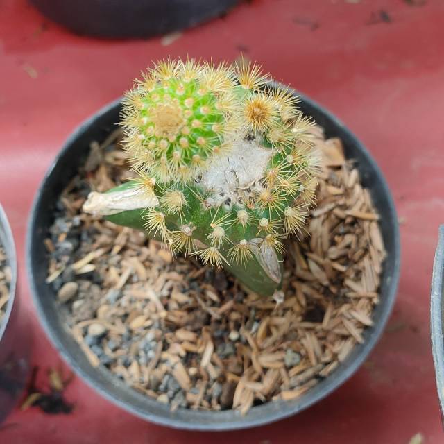 Tanaman hias kaktus mini