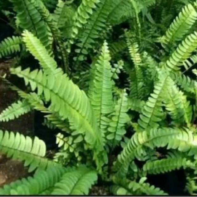 Pakis hias - pakis kelabang - untuk terarium dan paludarium