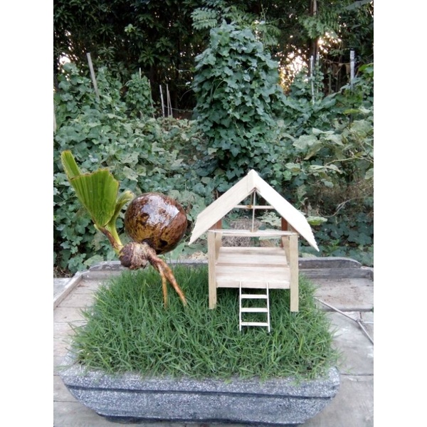 Bonsai kelapa cukup murah, bagus, unik dan daun cukup kerdil