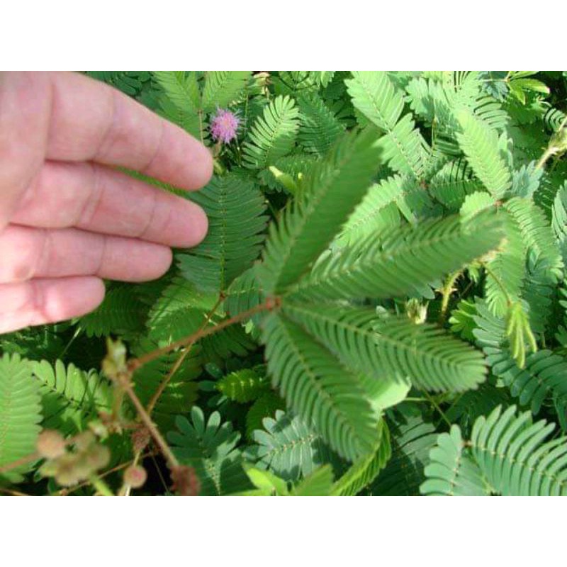 

Daun Putri Malu Segar 500gram