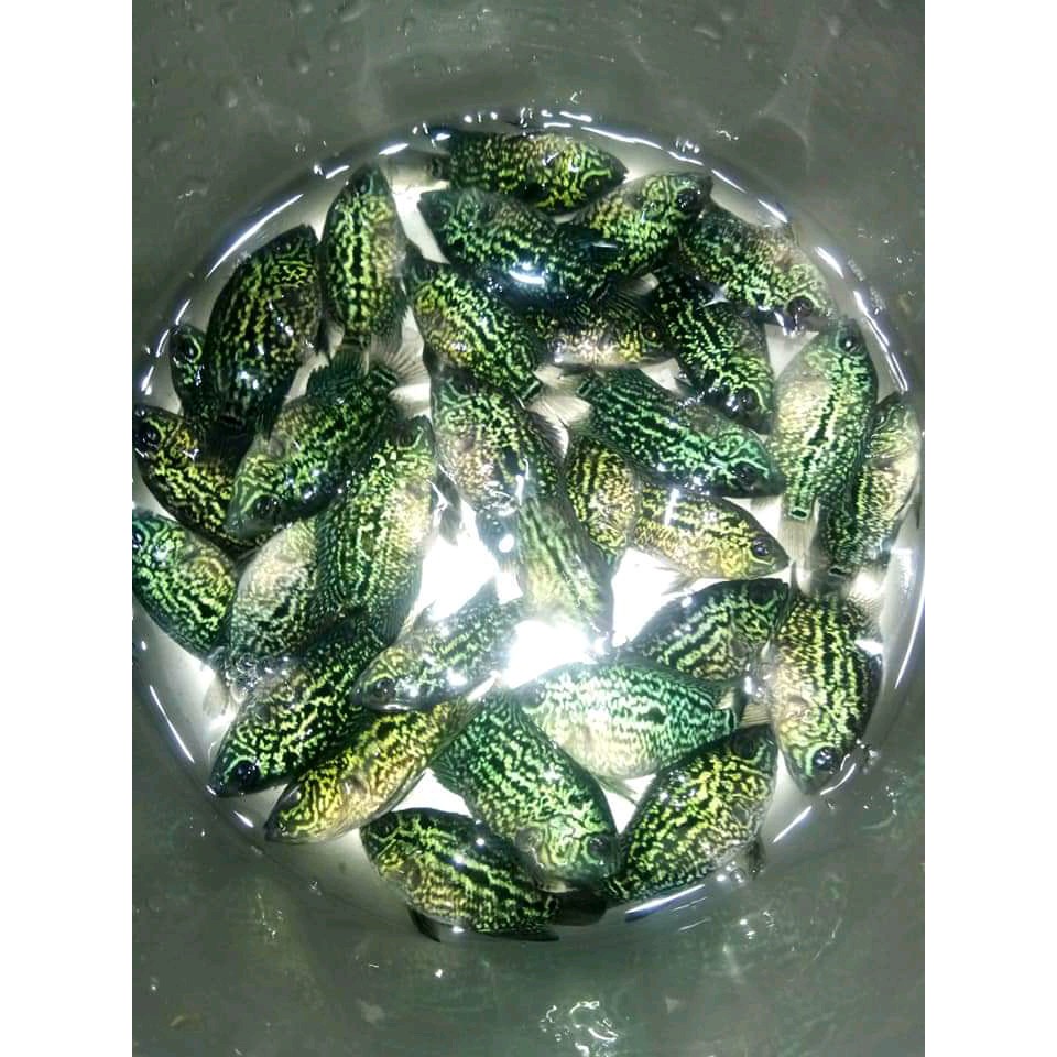 ikan louhan cencu burayak cencu/ ikan louhan cencu per 1 ekor