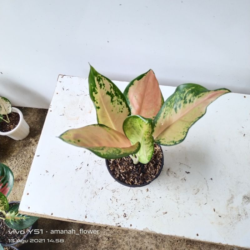 Aglonema Kochin Tembaga