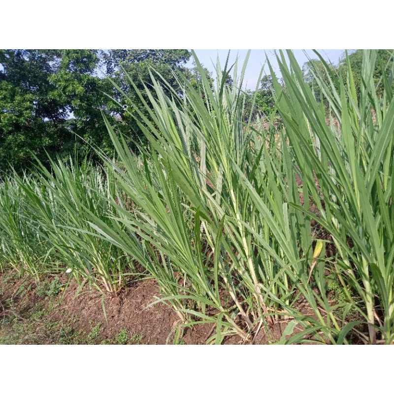 stek bibit rumput BB BIOGEN - BIOVITAS