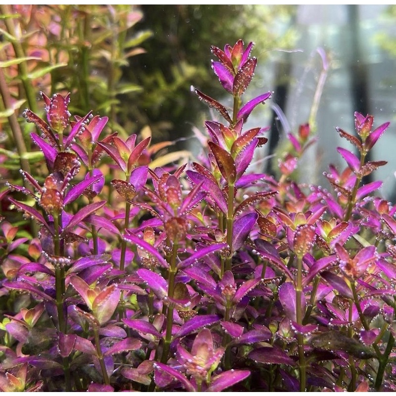 Rotala ramosior Florida - tanaman aquascape