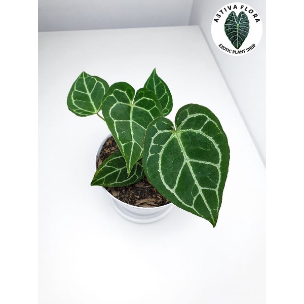 Jual Anthurium Kuping Gajah Mini Crystallinum Shopee Indonesia