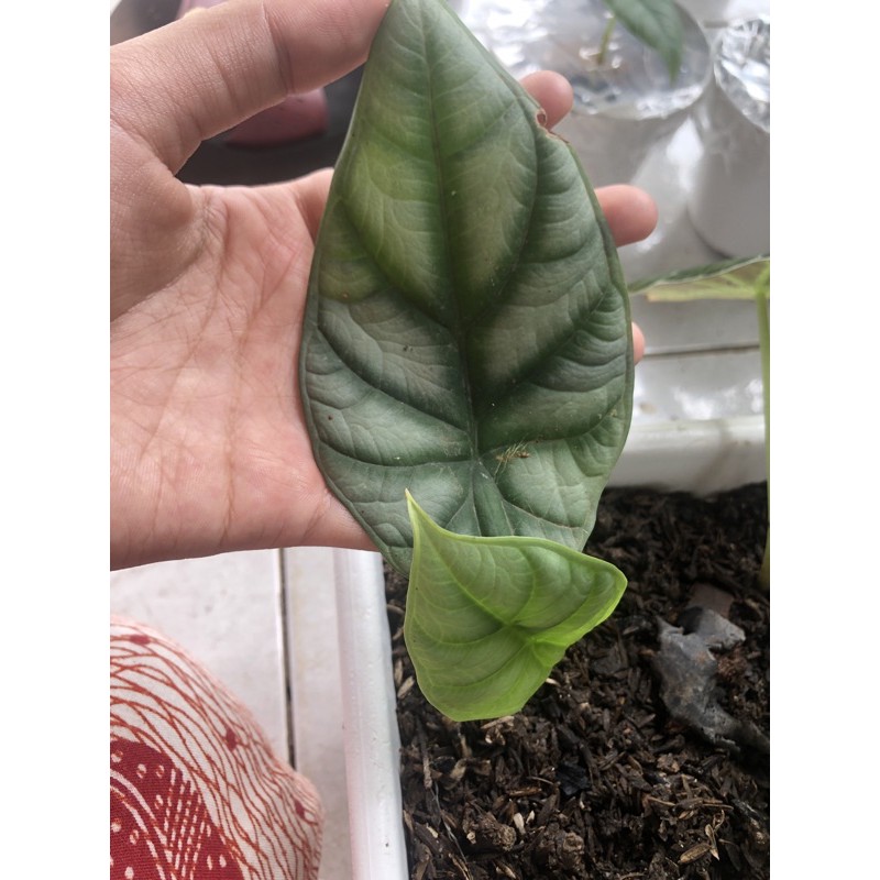 (HABIS) alocasia silver/ keladi silver /keladi tengkorak silver/ alokasia silver tengkorak