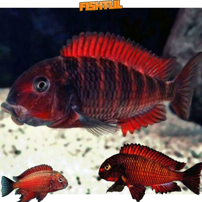 Cichlid Tropheus Red Moliro