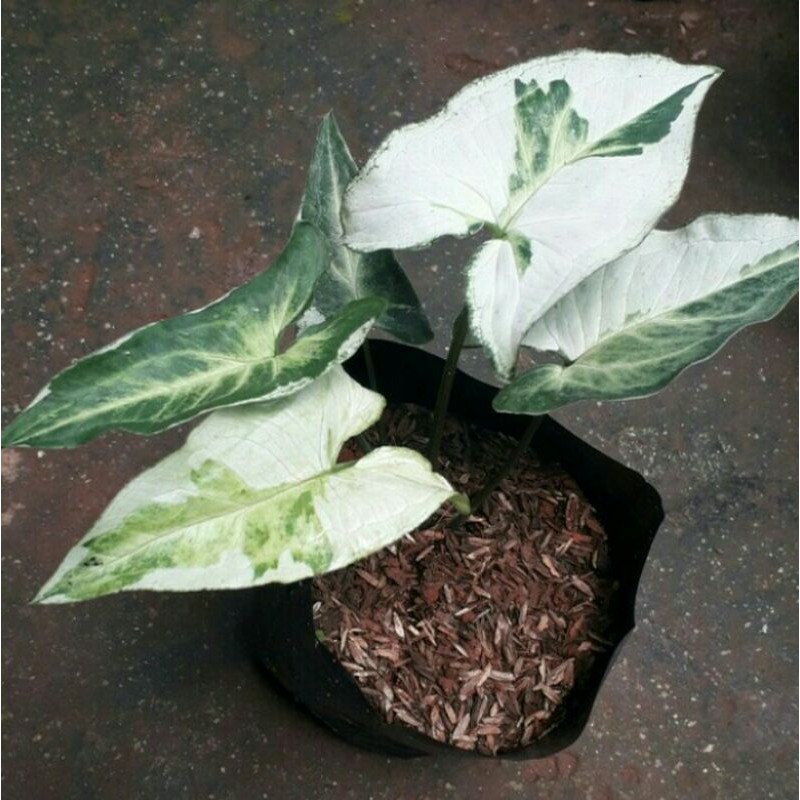 Jual Tanaman Hias Syngonium Tree King Pohon Syngonium Varigata