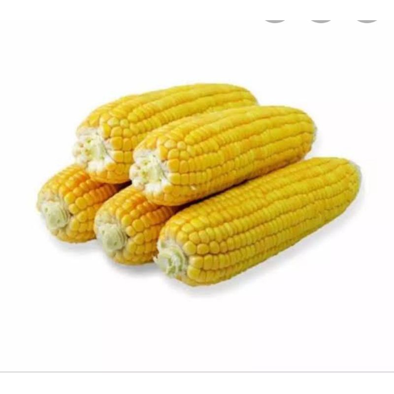 

jagung manis super 1000gm