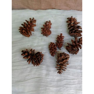 Image of bunga pinus kering pinecone untuk bahan dekorasi rustic