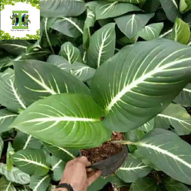 Tanaman hias Blanceng Neon - Pohon blanceng neon