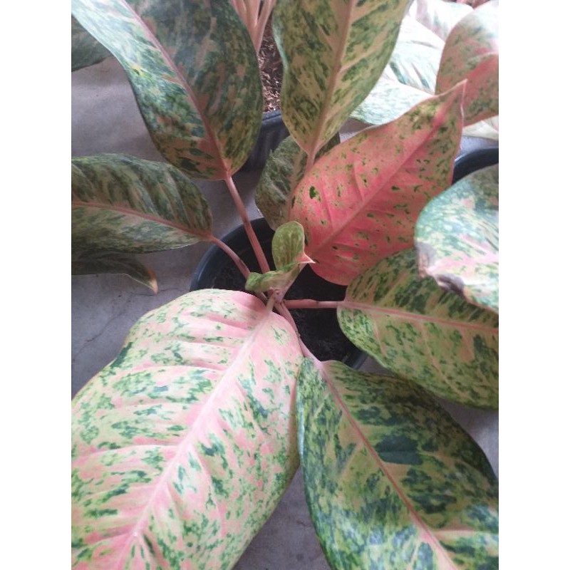 Aglonema Bigroy Mutasi