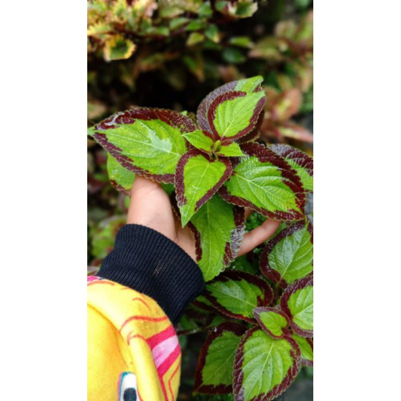 Tanaman Hias Miana - Coleus ( id. Bolupandan)