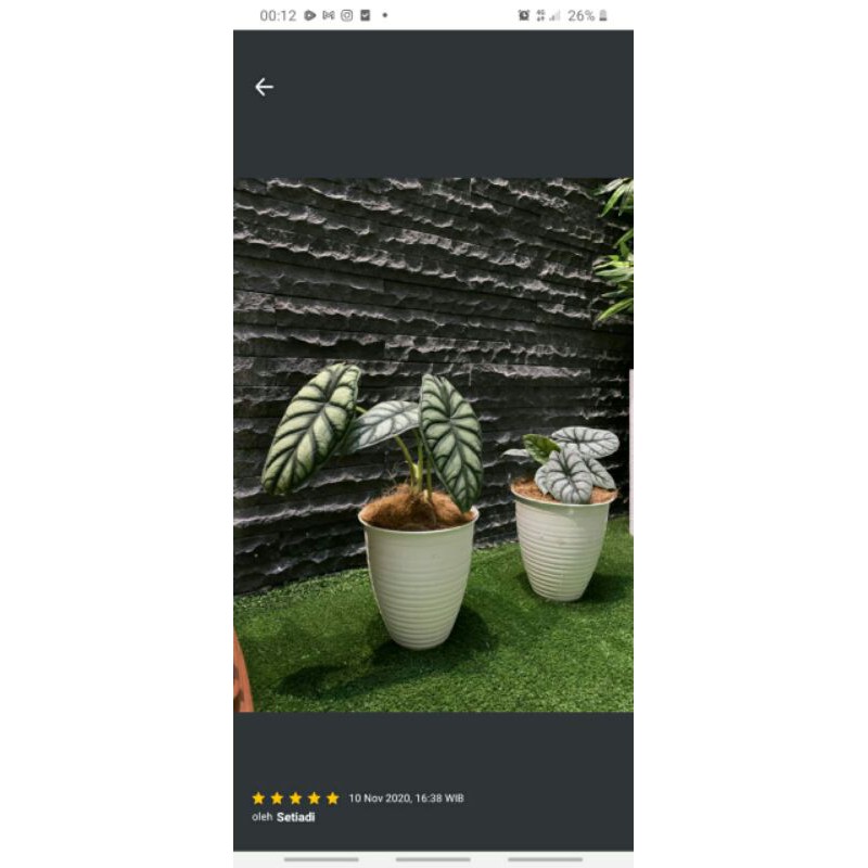 tanaman hias alocasia dragon scale sirver-0dragon scale sirver-Dragon Scale Sirver-DRAGON SIRVER