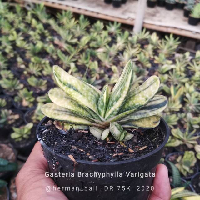 Gasteria Brachyphylla Varigata