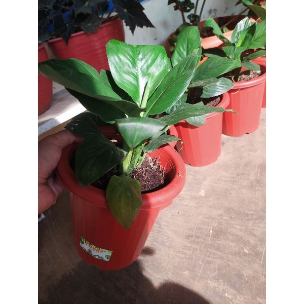 Tanaman indoor FILUM BANGKOK