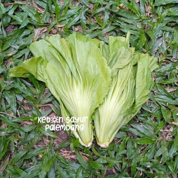 

Kebun Sayur Sawi Pahit