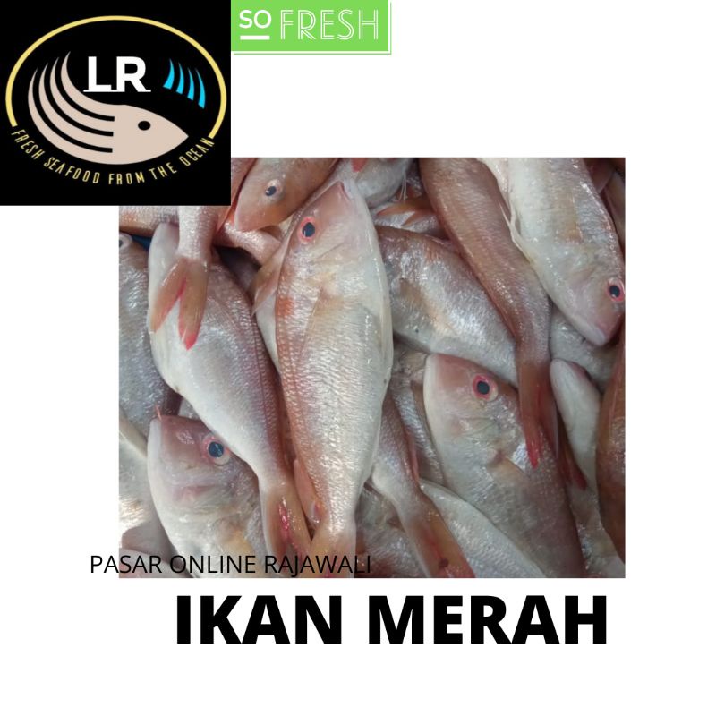 

IKAN MERAH SEGAR