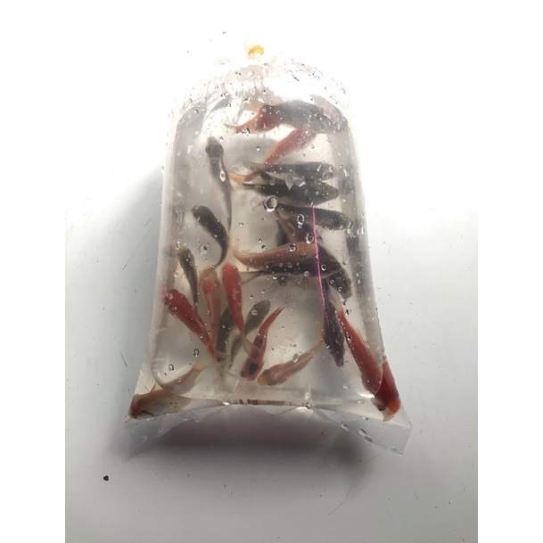 pakan ikan predator / anak ikan mas