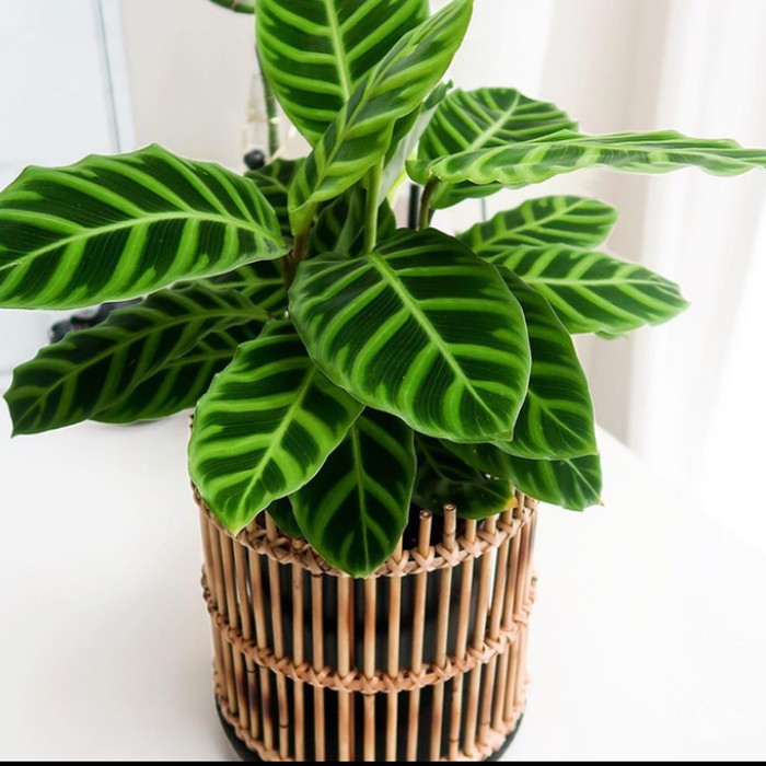 Tanaman Hias Calathea Zebrina I Calathea Zebra Hijau