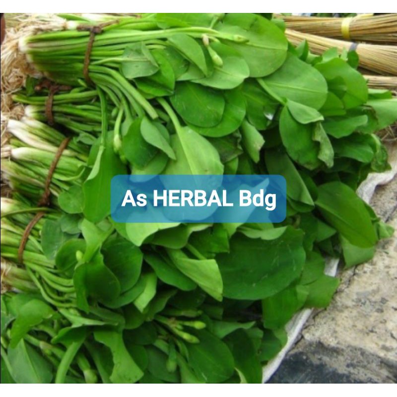 

Daun Genjer Segar / sayuran genjer 500 gram-az