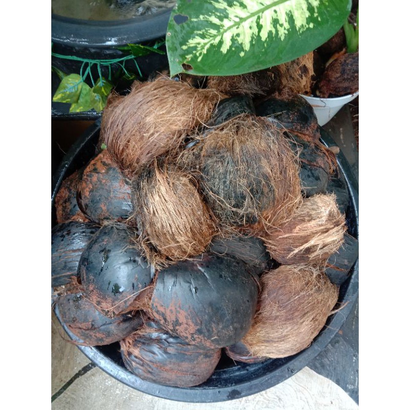 bibit lontar bibit siwalan benih lontar