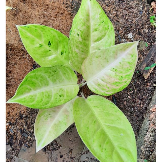 Aglonema Big Roy Putih Dewasa