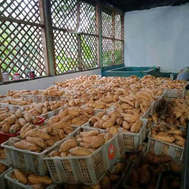 ubi cilembu mentah