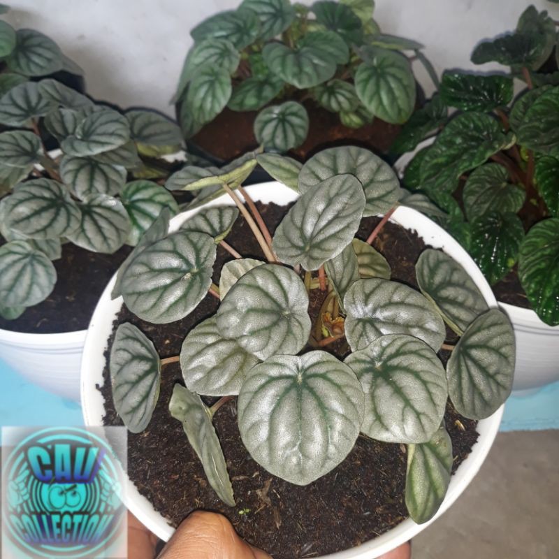 Peperomia silver