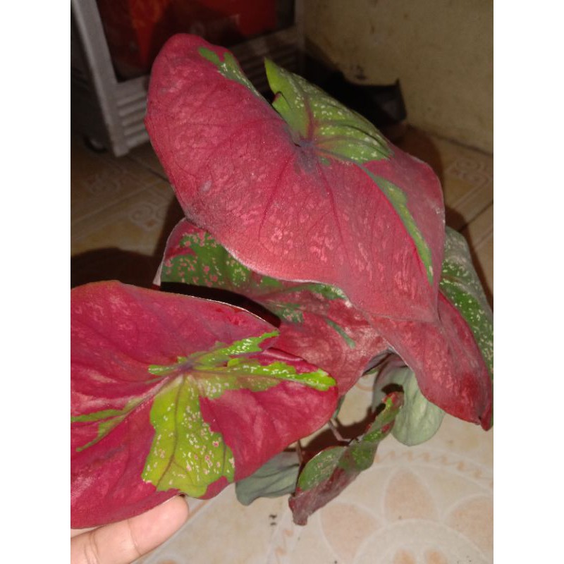 

Makanan Ringan Kerupuk Ubi (Baret Merah)