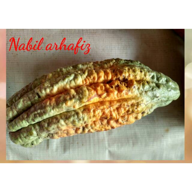

Buah Kokoa 900gr / coklat 1buah