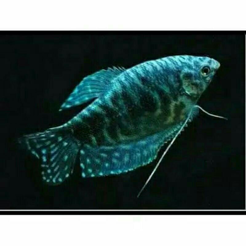 IKAN SEPAT MUTIARA AQUARIUM AQUASCAPE