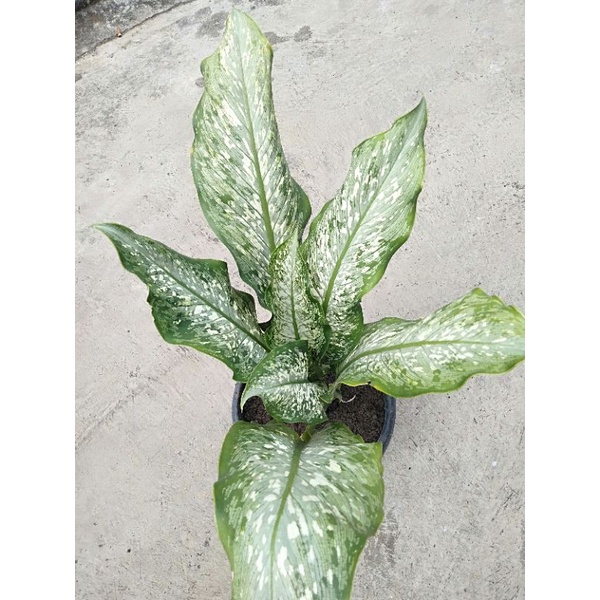 diven selendang putri jumbo