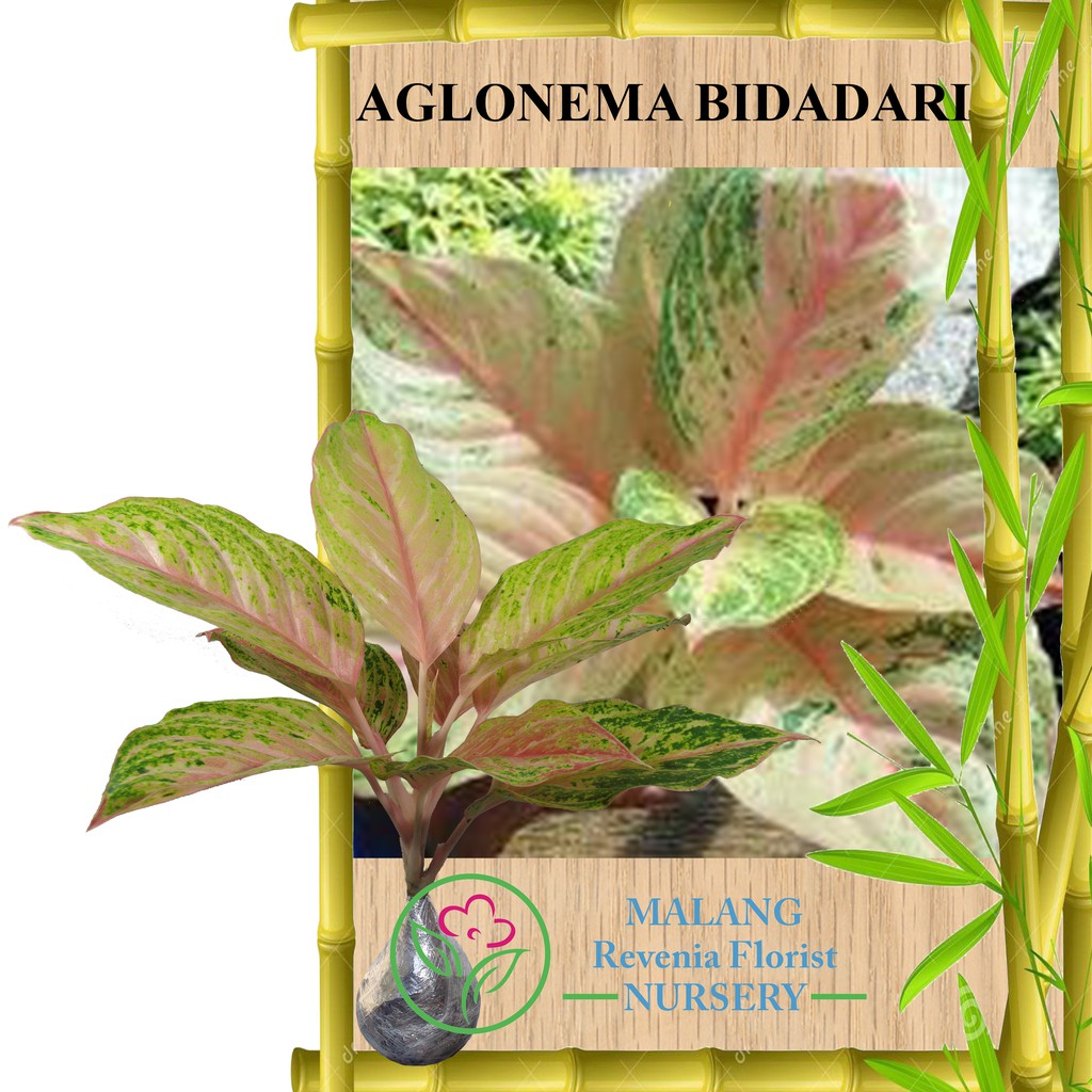 Tanaman Aglonema  Bidadari  Shopee Indonesia