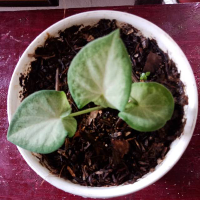 Caladium White jaguar
