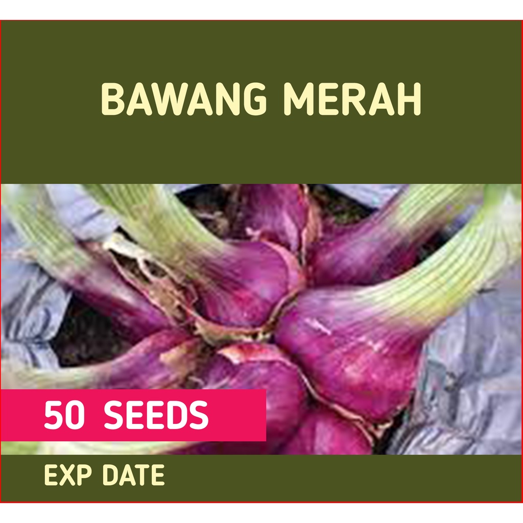 Bawang Merah Repack Seed