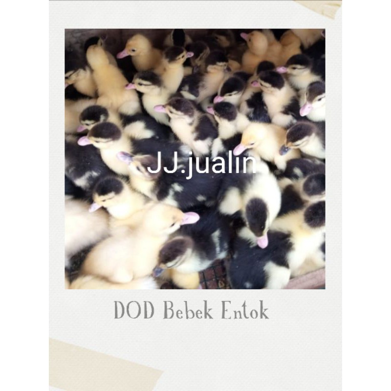 entok - bebek entok - anak bebek entok - minti