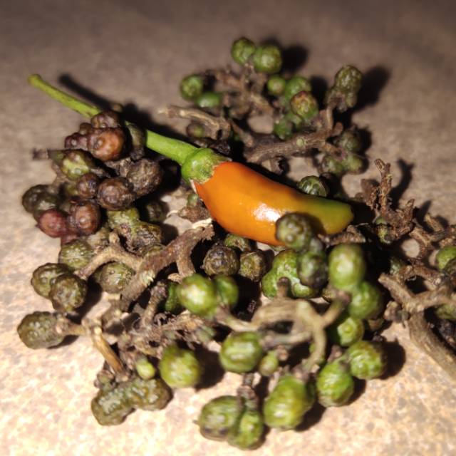 

(5g) Andaliman Segar Fresh Petani Medan Dikirim Dari Jakarta