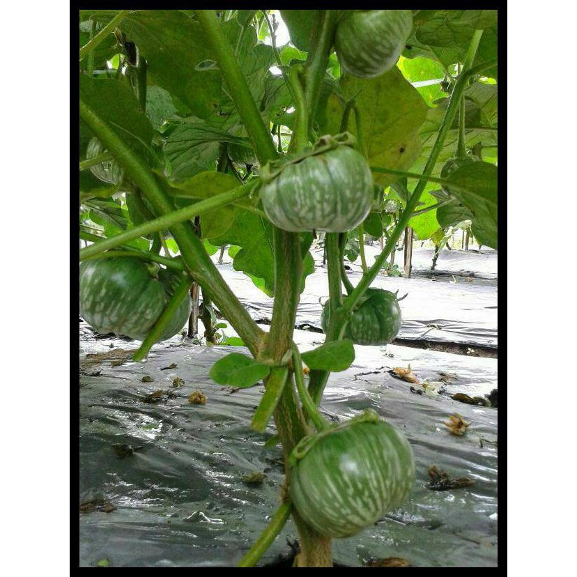 ISI 20-30 BENIH BIJI UNGGUL TERONG BULAT HIJAU LOKAL