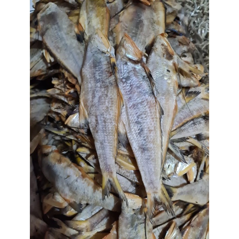 

IKAN BIANG ASIN 100gr (KHAS BENGKALIS RIAU)