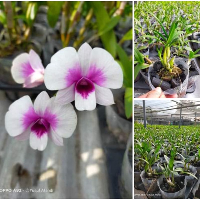 dendro mini Yaya victoria