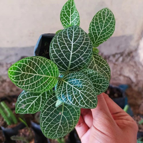 Bunga Fittonia Mutiara Bunga Hias Fittonia Daun Besar Fittonia Mutiara Putih Daun Besar