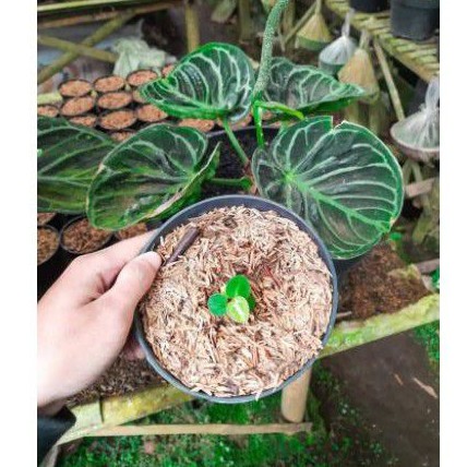BIBIT ANTHURIUM DORAYAKI ORI